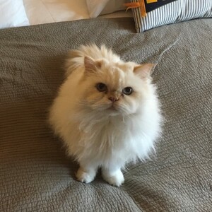 Fundraising Page: Joy Johnsen